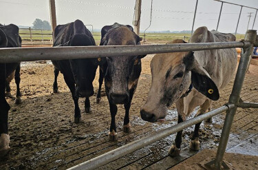 Reprodutores e matrizes de ra&ccedil;as oriundas de cruzamento gen&eacute;tico ter&atilde;o isen&ccedil;&atilde;o de ICMS nas opera&ccedil;&otilde;es internas e interestaduais