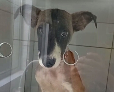 Cachorrinha resgatada pelo Corpo de Bombeiros em Corumb&aacute; se recupera bem e est&aacute; dispon&iacute;vel para ado&ccedil;&atilde;o