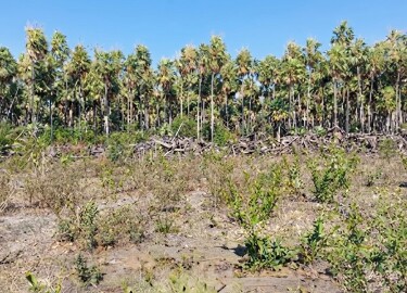 MPMS firma TAC para recupera&ccedil;&atilde;o ambiental de &aacute;rea desmatada irregularmente em Corumb&aacute;