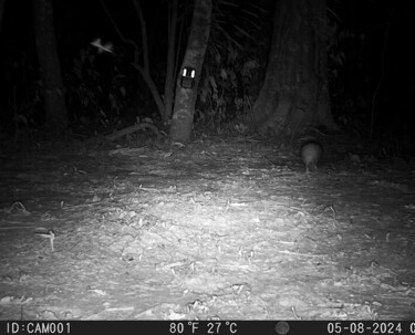  Serra do Amolar &eacute; &lsquo;arca&rsquo; para proteger mais de 200 esp&eacute;cies e abriga registro raro de casal de tatu-bola