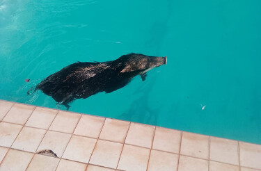 Queixada &eacute; resgatado pelos bombeiros em piscina no Campus Pantanal da UFMS