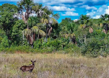 On&ccedil;afari registra os primeiros casos de melanismo em cervos-do-pantanal no Pantanal e no Cerrado