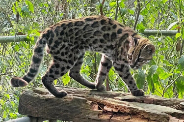 Nova esp&eacute;cie de felino &eacute; identificada em florestas da Bol&iacute;via 